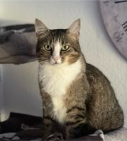 Katze Nala in Euskirchen vermisst/gesucht Nordrhein-Westfalen - Euskirchen Vorschau