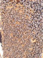 Dadant Ableger, Bienen Nordrhein-Westfalen - Selm Vorschau