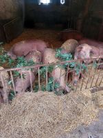 Schweinefleisch ab Hof truhenfertig Nordrhein-Westfalen - Olfen Vorschau