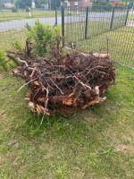 Großer massiver  Wurzelballen einer Weide zu verschenken Niedersachsen - Stuhr Vorschau