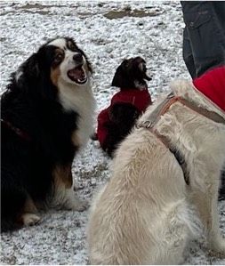 Trixie Hundewintermantel 33cm (S) in Herzberg am Harz