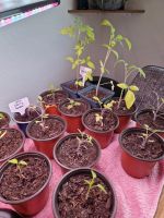 Gemüse -Tomaten -, Paprika - und Cherrytomaten Pflanzen abzugeben Aachen - Kornelimünster/Walheim Vorschau