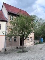 Mehrfamilienhaus im Sanierungsgebiet von Apolda 3Wohneinheiten Thüringen - Apolda Vorschau