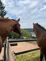 Reitbeteiligung gesucht für sehr gut gerittenes Freizeitpferd Hessen - Bad Hersfeld Vorschau