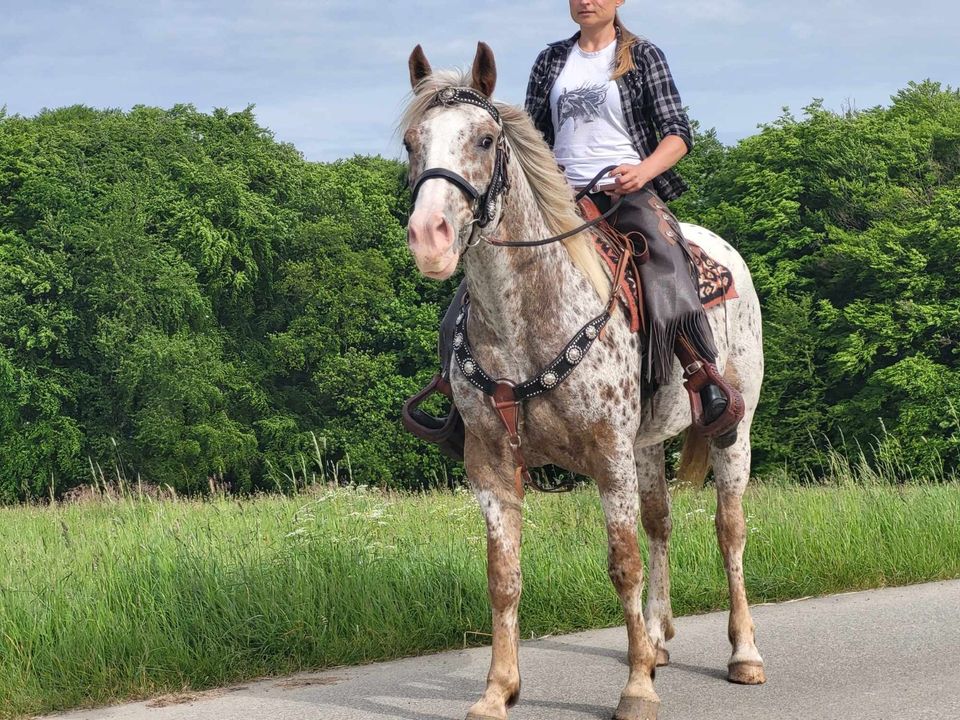 Appistute 5J. Wanderreitpferd in Urbach Westerw