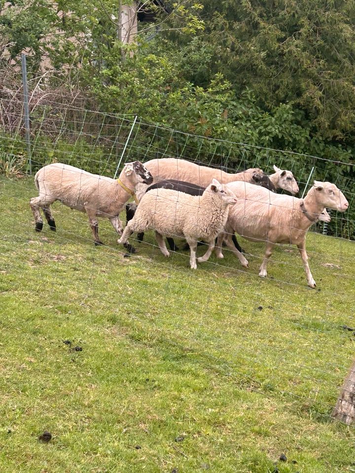 !!!verkaufe Lämmer/Schaf!!! in Markersdorf bei Görlitz