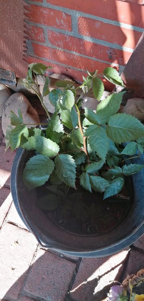 Brombeeren Ableger in Nordenham