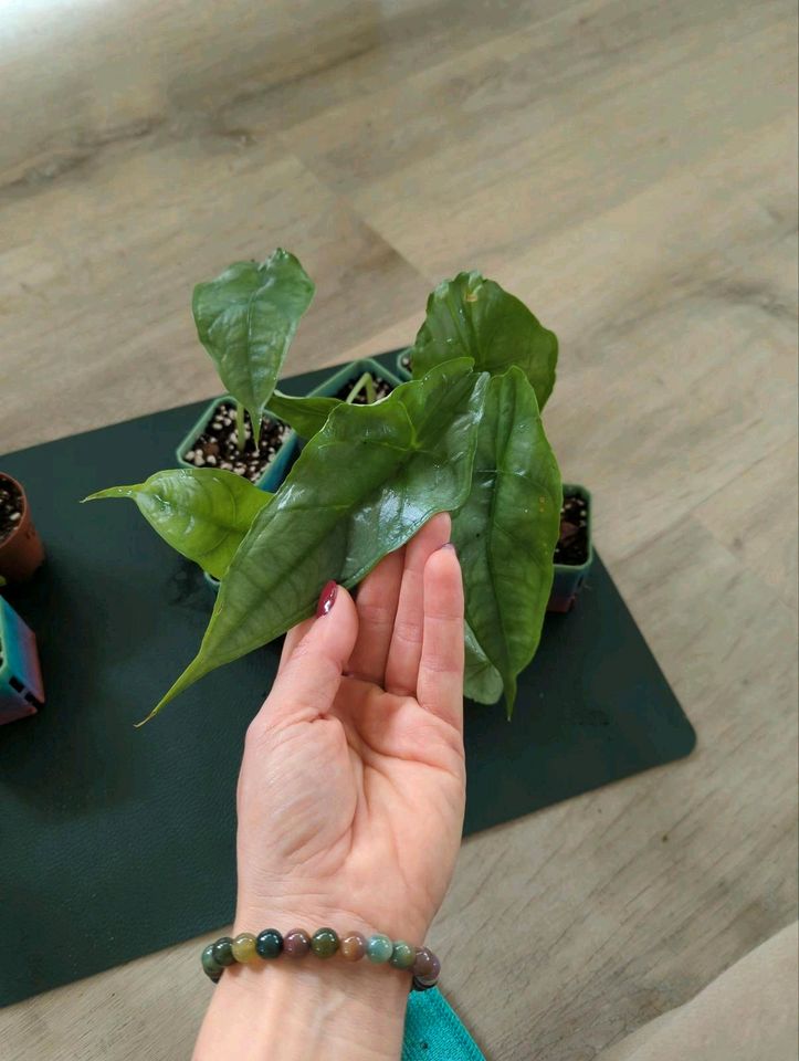 Alocasia Heterophylla Dragons Breath versch. Größen in Pforzheim