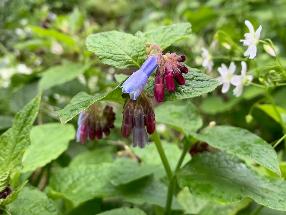 Pflanzen für naturnahen Garten / Naturgarten in Berlin