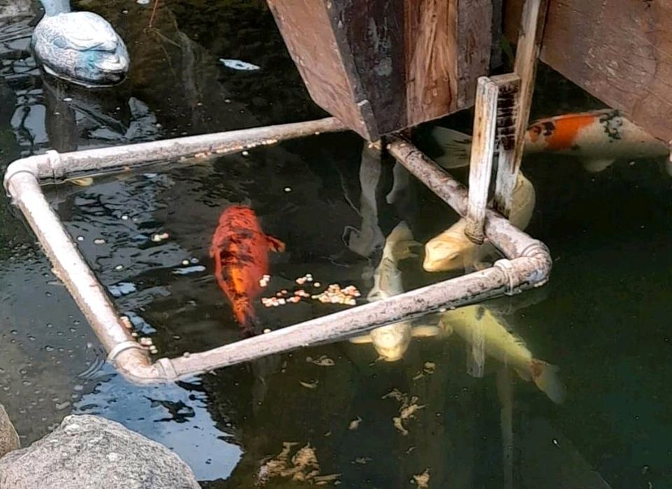 Koi Teichfische in Budenheim