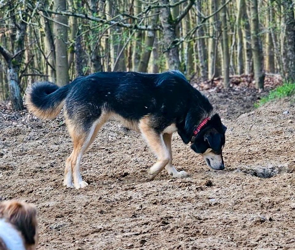 JOSIE Schäferhund Husky Mischling Tierschutz Hund Hündin in Wangels