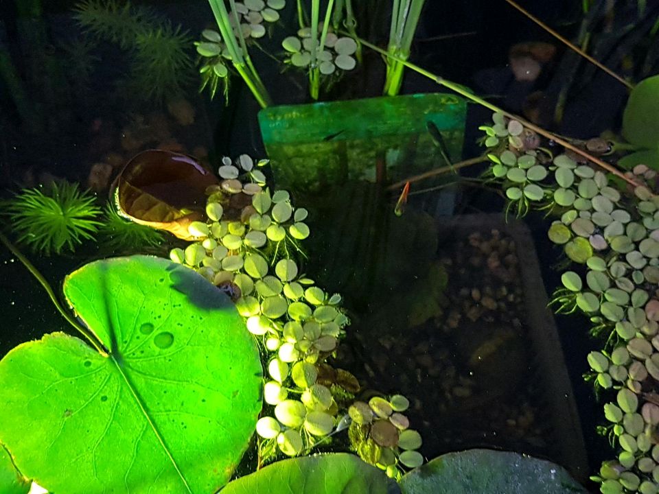 Guppy Guppies Nachwuchs aus Miniteich in Bruckmühl