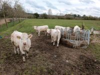 BIO-Charolais Absetzer (weibl.) - ganzjährig Bayern - Mönchsroth Vorschau