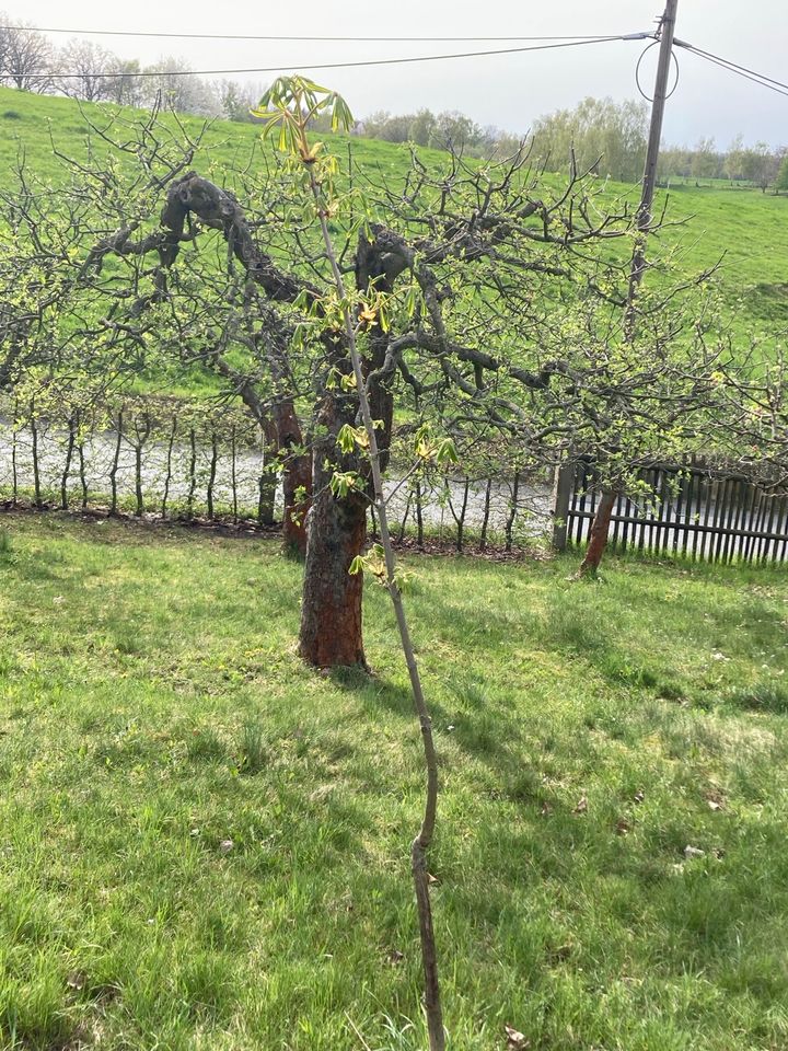 Kastanie, Kastanienbaum in Freital