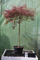 Acer palmatum `tamuke yama´Ahorn Ahornwoche Sonderangebot Hessen - Dietzhölztal Vorschau