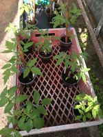 Tomaten Pflanzen verschiedene Sorten Niedersachsen - Edemissen Vorschau