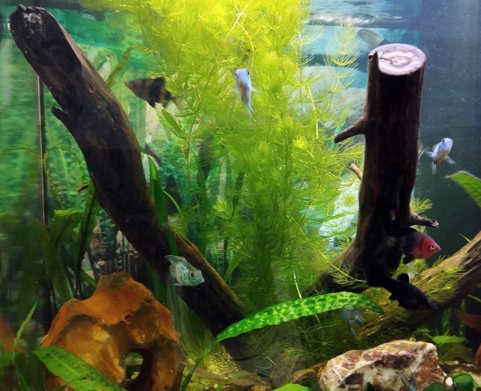 Aquarium von Juwel set Unterschrank komplett mit Besatz in Kitzscher