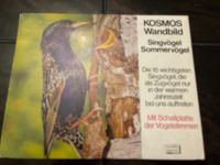 Kosmos Singvögel / Sommervögel Schallplatte Vogelstimmen Pankow - Französisch Buchholz Vorschau