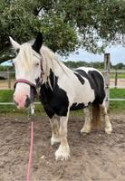 Biete Reitbeteiligung auf lieber Irish Cob Stute Niedersachsen - Bremervörde Vorschau