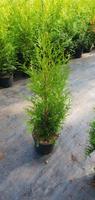 Heckenpflanze Lebensbaum Thuja Brabant 60-80 cm hoch Niedersachsen - Scheeßel Vorschau