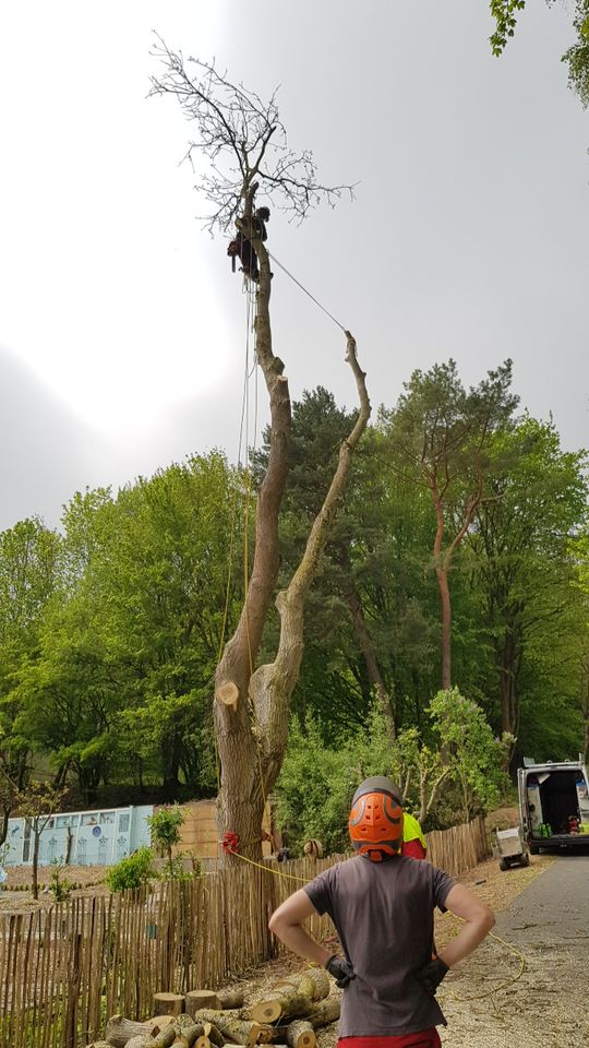 Gartenpflege - Baumfällungen - Baumpflege in Holzerode