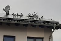 Taubenabwehr für Solaranlagen / Photovoltaik / Balkonkraftwerk Nordrhein-Westfalen - Euskirchen Vorschau