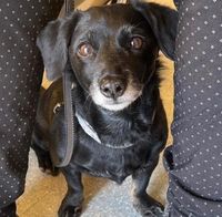 Lilly, kleine Hundedame, ca. 12 Jahre *Tierschutz* Berlin - Reinickendorf Vorschau