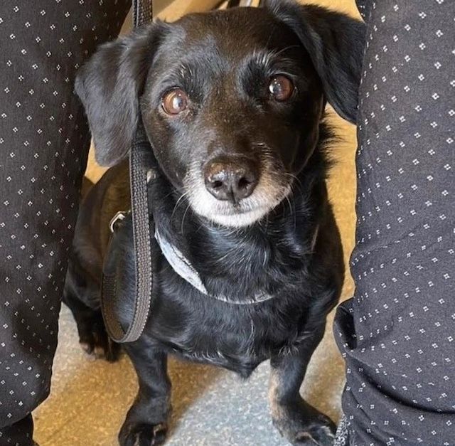 Lilly, kleine Hundedame, ca. 12 Jahre *Tierschutz* in Berlin