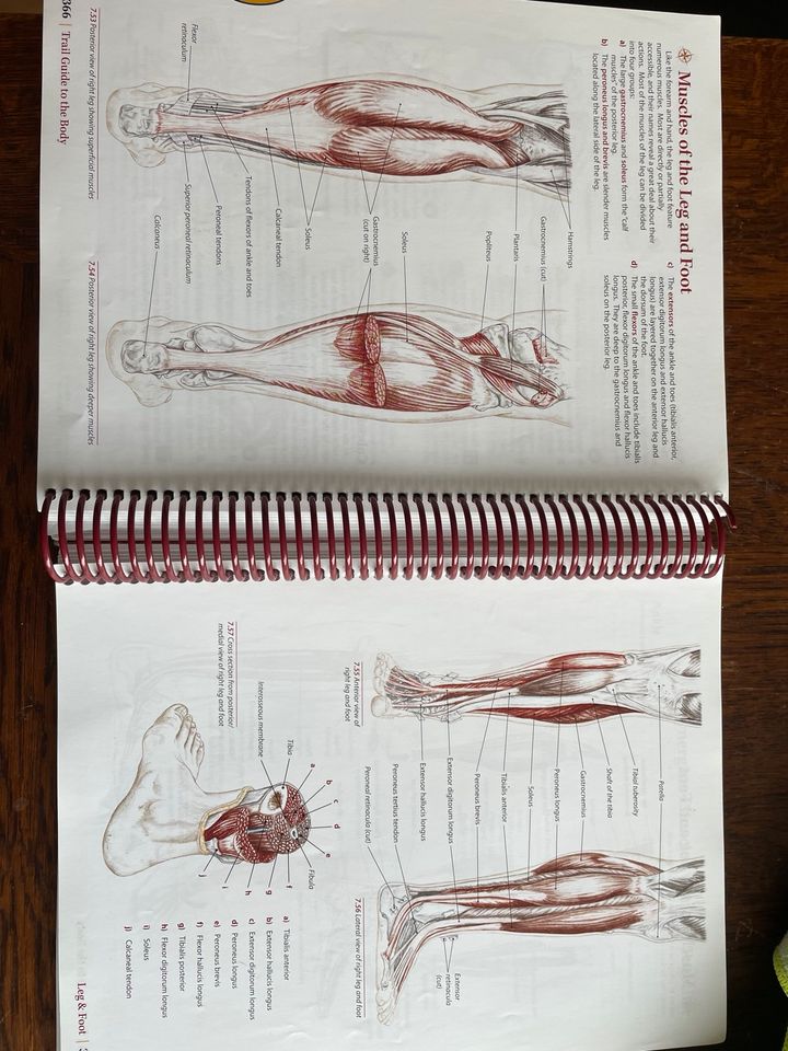 Trail Guide to the Body - Anatomie Buch - englisch in Gronau (Westfalen)