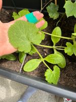 Bio Zucchini / Bio Paprika Jungpflanzen Nordrhein-Westfalen - Mettmann Vorschau