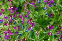 Frühlings Platterbse - Lathyrus vernus Staude Pflanze Bayern - Veitshöchheim Vorschau