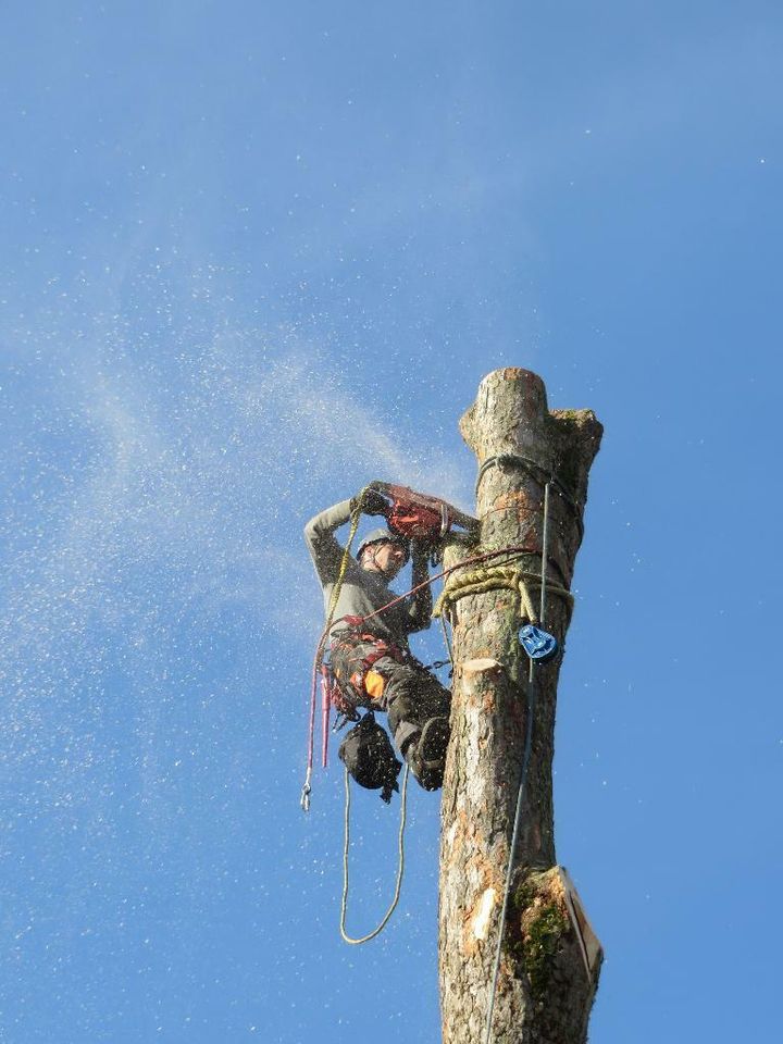 Baumpflege, Problemfällungen, Baumkontrollen und -gutachten in Prackenbach