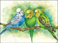 Aquarell Wellensittiche Vögel Papageien Gemälde Bild Watercolour Nordrhein-Westfalen - Menden Vorschau