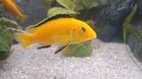 Labidochromis Yellow Bayern - Wertingen Vorschau