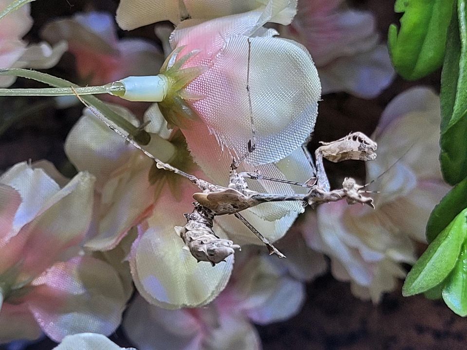 Sybilla pretiosa  ☆Gottesanbeterin, Mantiden, Nymphen☆ in Hamburg