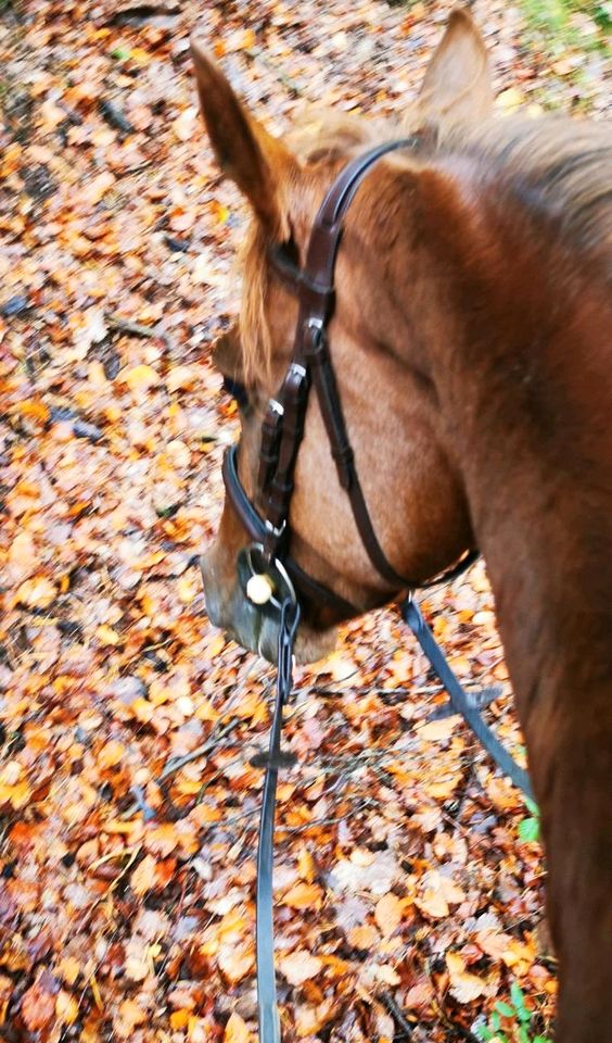 Trense englisches Reithalfter tolles Braun pony in Thaleischweiler-Fröschen