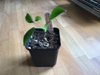 Ableger Philodendron Green Emerald Nordrhein-Westfalen - Düren Vorschau