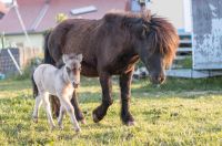 Ferienwohnung fewo bauernhof Pony Schafe Hunde Reiten Bayern - Geroda Vorschau
