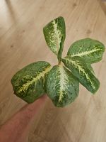 Aglaonema Lemon Mint Lime große Jungpflanze Ableger Steckling Hessen - Maintal Vorschau