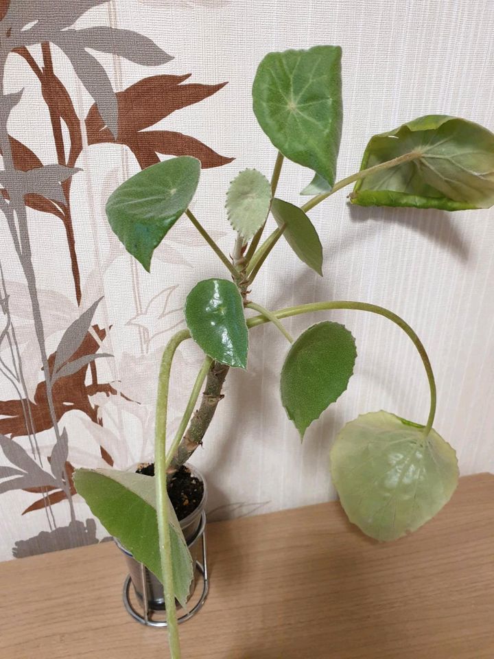 Begonia - Begonie Peltata in Delmenhorst