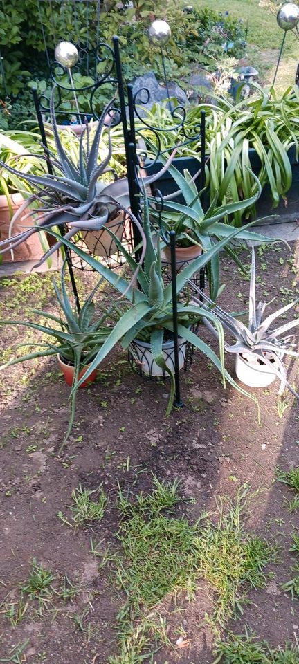 Große Aloe Pflanzen in Pegau