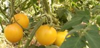 Wapsipinicon Peach Tomaten Pflanze aus Bio Naturgarten Niedersachsen - Norden Vorschau