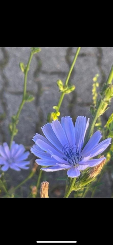 30 Samen Gewöhnliche Wegwarte, Natur Garten Insekten Saatgut in Baldham