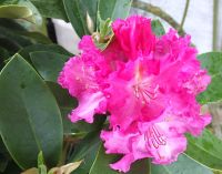 3 Rhododendron Rarität - ROSA PINK WEIß - Sichtschutz hohe Sorte Hessen - Stadtallendorf Vorschau