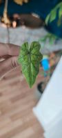 Alocasia Jacklyn Baby Baden-Württemberg - Karlsruhe Vorschau