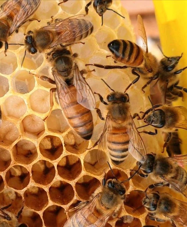 Bienen Ableger mit jungen F1 Buckfastkönigin in Drensteinfurt