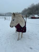 Pflege-/Reitbeteiligung für Ponystute Dithmarschen - Schalkholz Vorschau