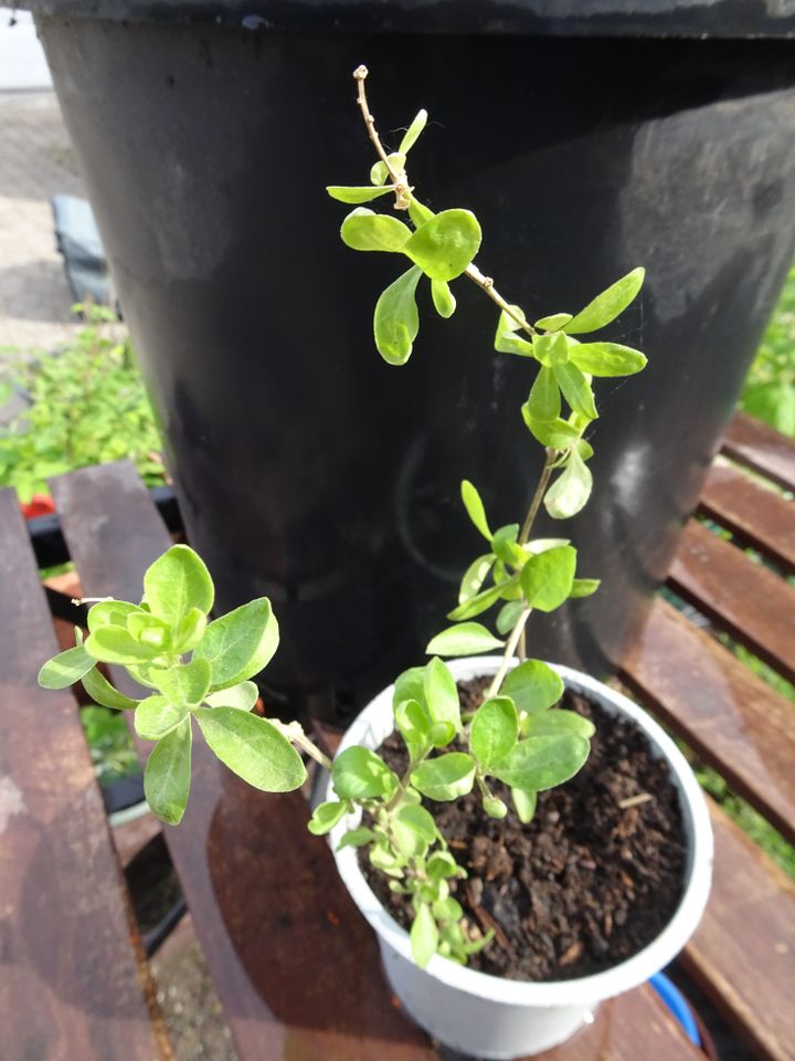 GOJI Beeren, Früchte, Obst, Garten, Balkon, Terrasse in Griesheim