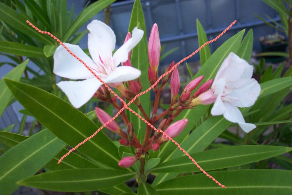 Oleander Rot + Rosa + Holzkübel Pflanzgefäß Topf - Höhe 160 cm - in Gaildorf