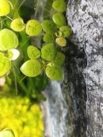 Limnobium laevigatum - Südamerikanischer Froschbiss InVitro Nordrhein-Westfalen - Mülheim (Ruhr) Vorschau